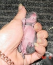 crafts_by_dawn_3019015.jpg