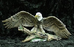 crafts_by_dawn_3113023.jpg